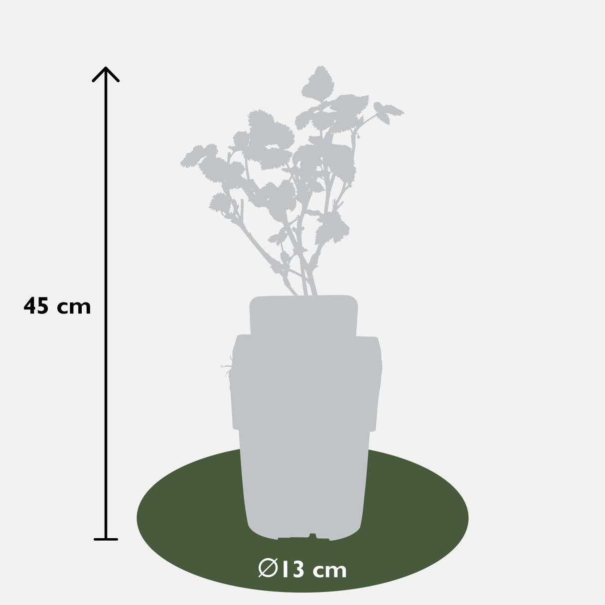Rubus fruticosus 'Black Satin' - Doornloze Braam - ↕45cm - Ø13cm