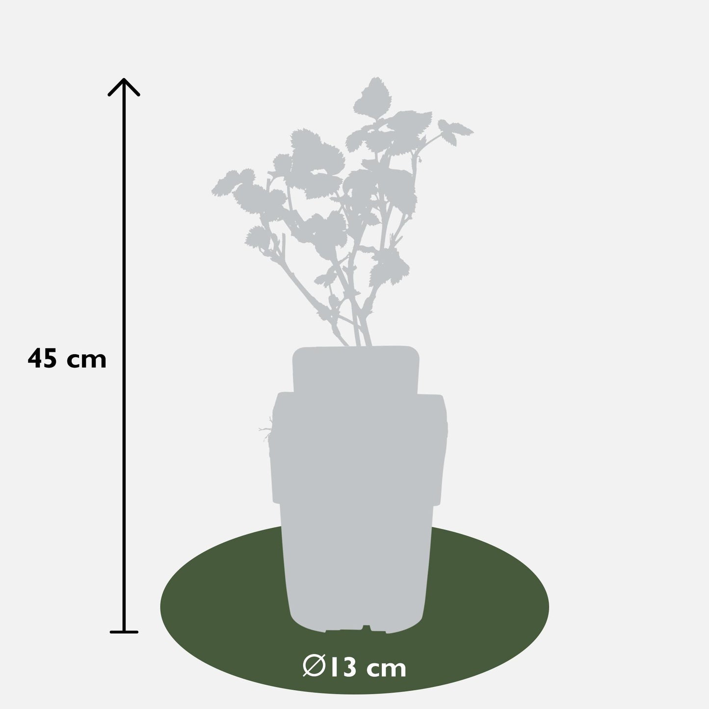 Rubus fruticosus 'Black Satin' - Doornloze Braam - ↕45cm - Ø13cm