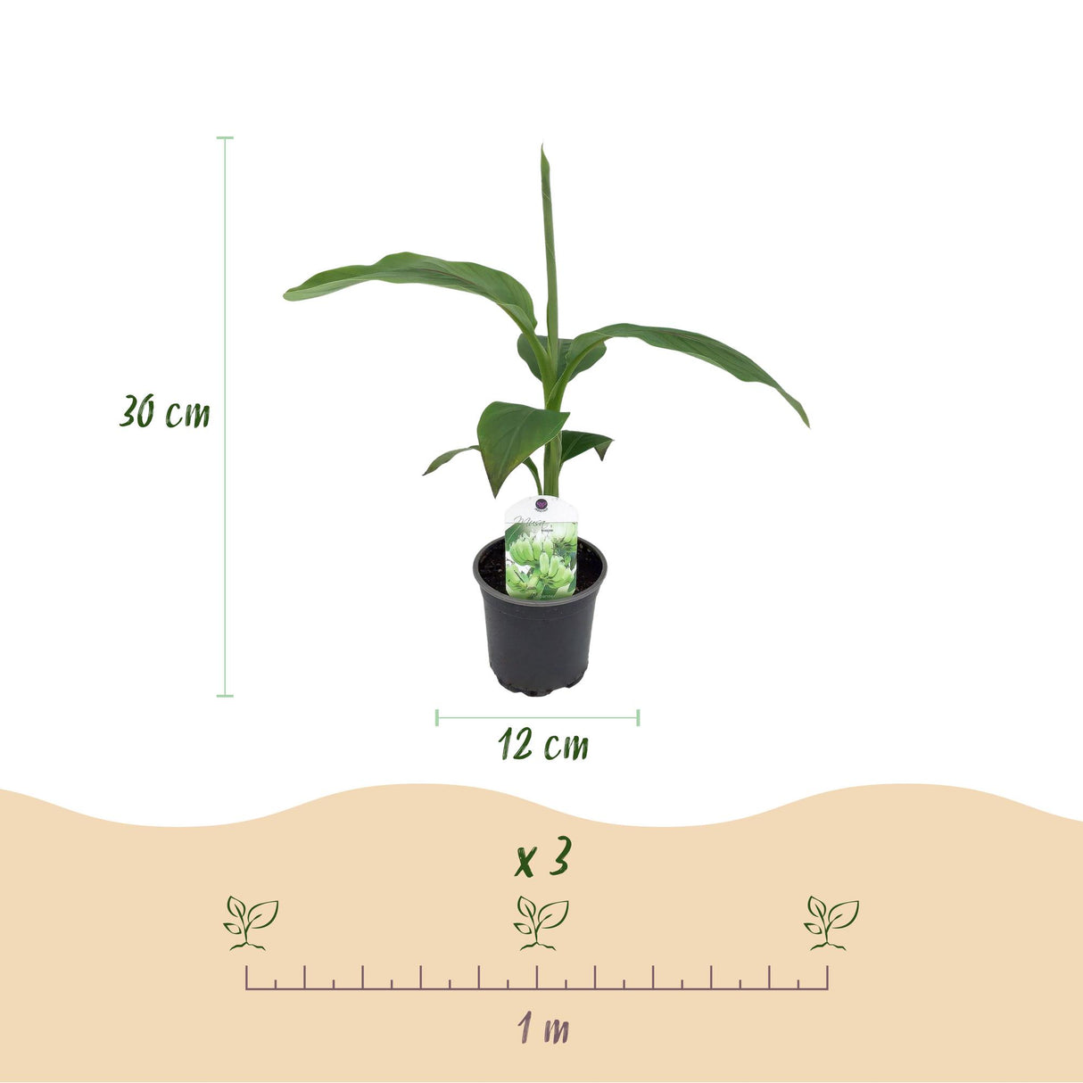 Green boutiQ - Fruitplant - Bananen plant - Musa Basjoo - Winterhard - 2 planten - Pot 12cm Hoogte 30cm