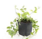 48x Vinca minor 'Aureovariegata' - ↕10-25cm - Ø9cm