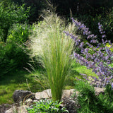 Siergrassen - Stipa tenuifolia Pony Tails - Groen - 2 Planten - Bladhoudend - Weinig Onderhoud - Pot 17cm Hoogte 50cm