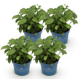 Green boutiQ - Tuinplant - Hydrangea Endles Summer The Original Pink - Hortensia - Winterhard - Roze - 4 Planten - Pot 14cm - Hoogte 20-25cm