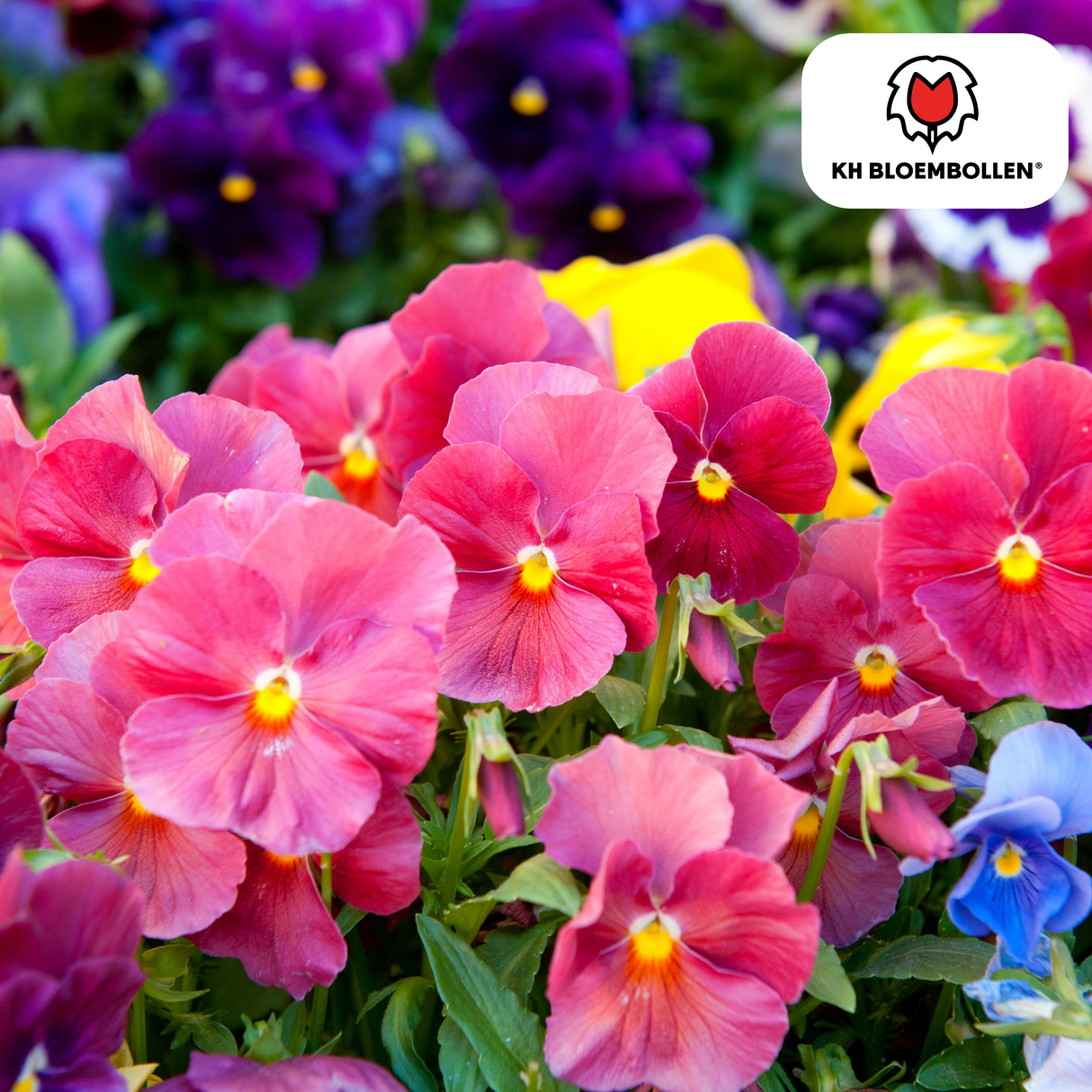 Anemonen enkel 30 stuks