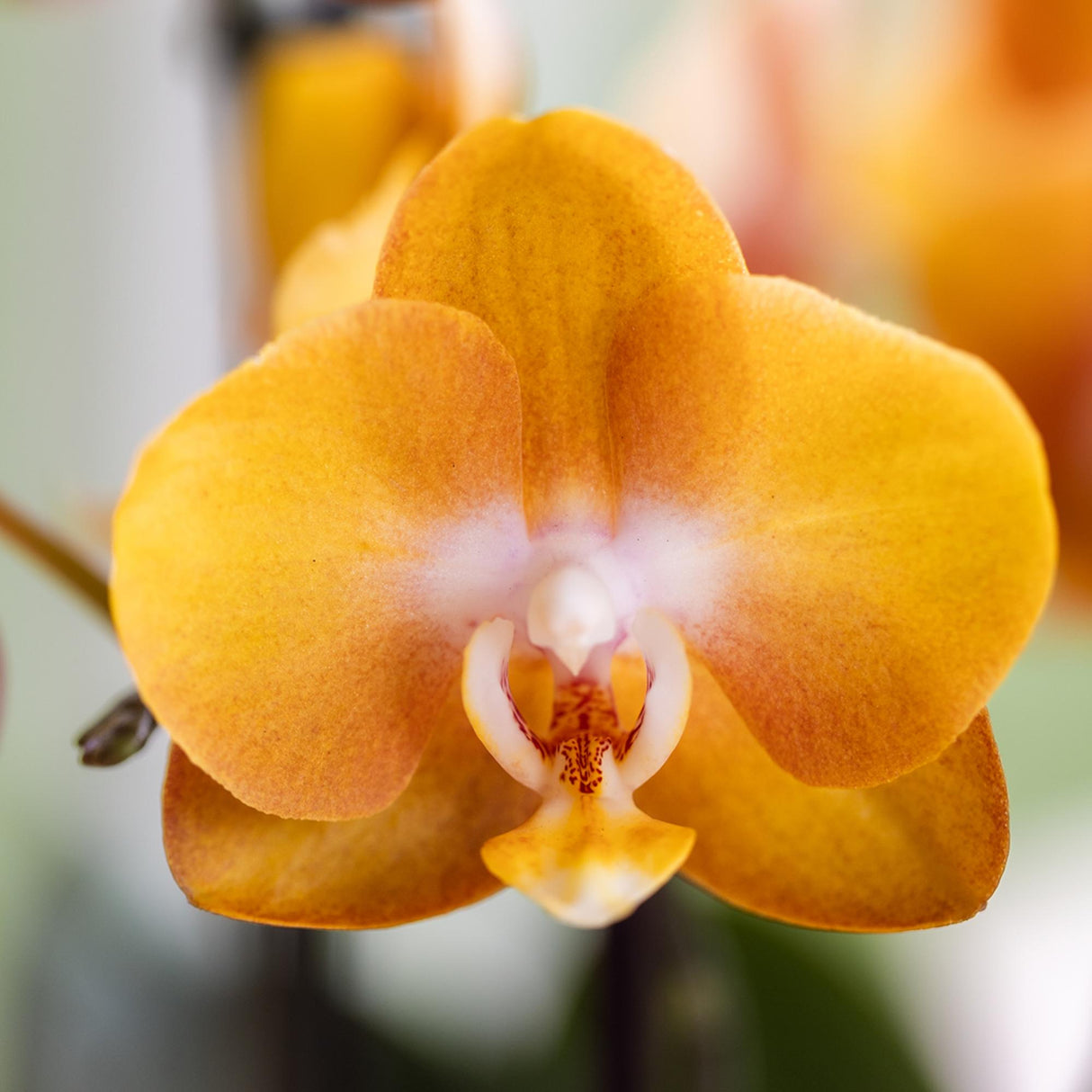 Kolibri Orchids | oranje gouden Phalaenopsis orchidee potmaat Ø12cm | Jewel Las Vegas | bloeiende kamerplant - vers van de kweker