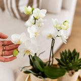 Kolibri Company | Gift set Luxury Living | Plantenset met witte Phalaenopsis Orchidee en Succulenten incl. keramieken sierpotten