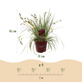 Siergrassen - Carex oshimensis Evergold - Geel & Groen - 4 Planten - Bladhoudend - Weinig Onderhoud - Pot 17cm Hoogte 50cm