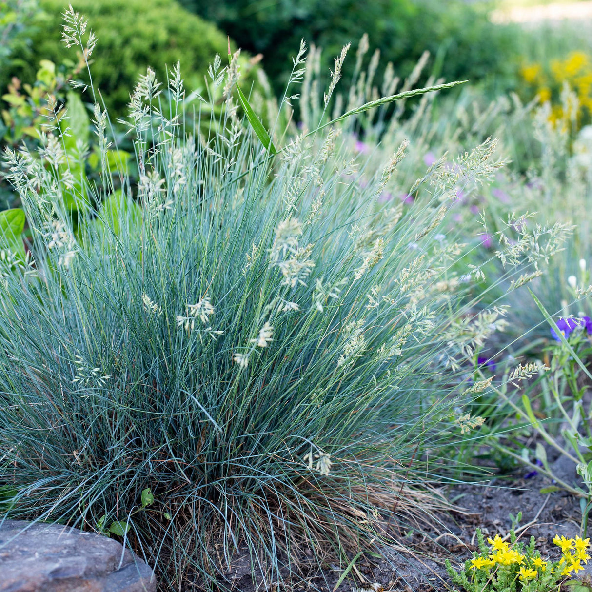 Siergrassen - Festuca glauca Intense Blue  - Blauw - 4 Planten - Bladhoudend - Weinig Onderhoud - Pot 17cm Hoogte 50cm