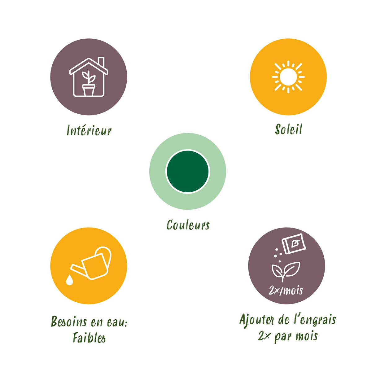 Green boutiQ - Kamerplant - Euphorbia eritrea - Afrikaanse melkboom - Weinig onderhoud - Groen - 1 - Pot 19cm - Hoogte 70cm