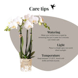 Kolibri Orchids | Witte Phalaenopsis Orchidee - Mineral Amabilis in Chrome Dubbel Sierpot met Giftbox - Ø9 cm