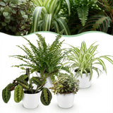 Chlorophytum - Maranta - Calissia - Nephrolepsis - Mix van 4 - Huisdiervriendelijke Planten - Groen - 4 Planten - met Potter Wit - Pot 12cm - Hoogte 25cm