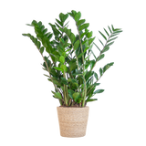 Zamioculcas Zamiifolia avec panier Sofia naturel - 80cm - Ø21
