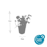 48x Pachysandra term. 'Green Sheen' - ↕10-25cm - Ø9cm