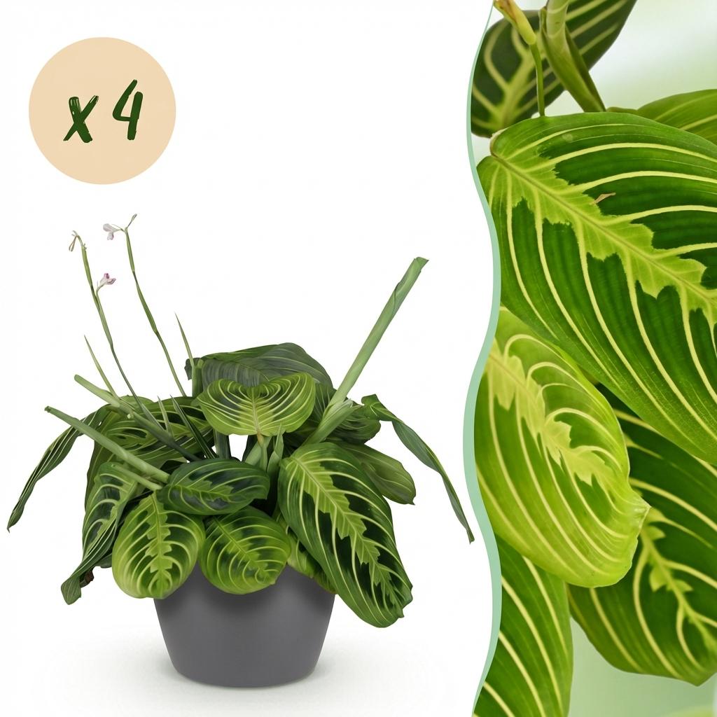 Maranta Fascinator Lemon Lime - Gebedsplant - Huisdiervriendelijke Plant - Groen - 4 Planten - met Potter Grijs - Pot 12cm - Hoogte 25cm