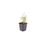 6x Gaura lindheimeri - ↕10-25cm - Ø9cm