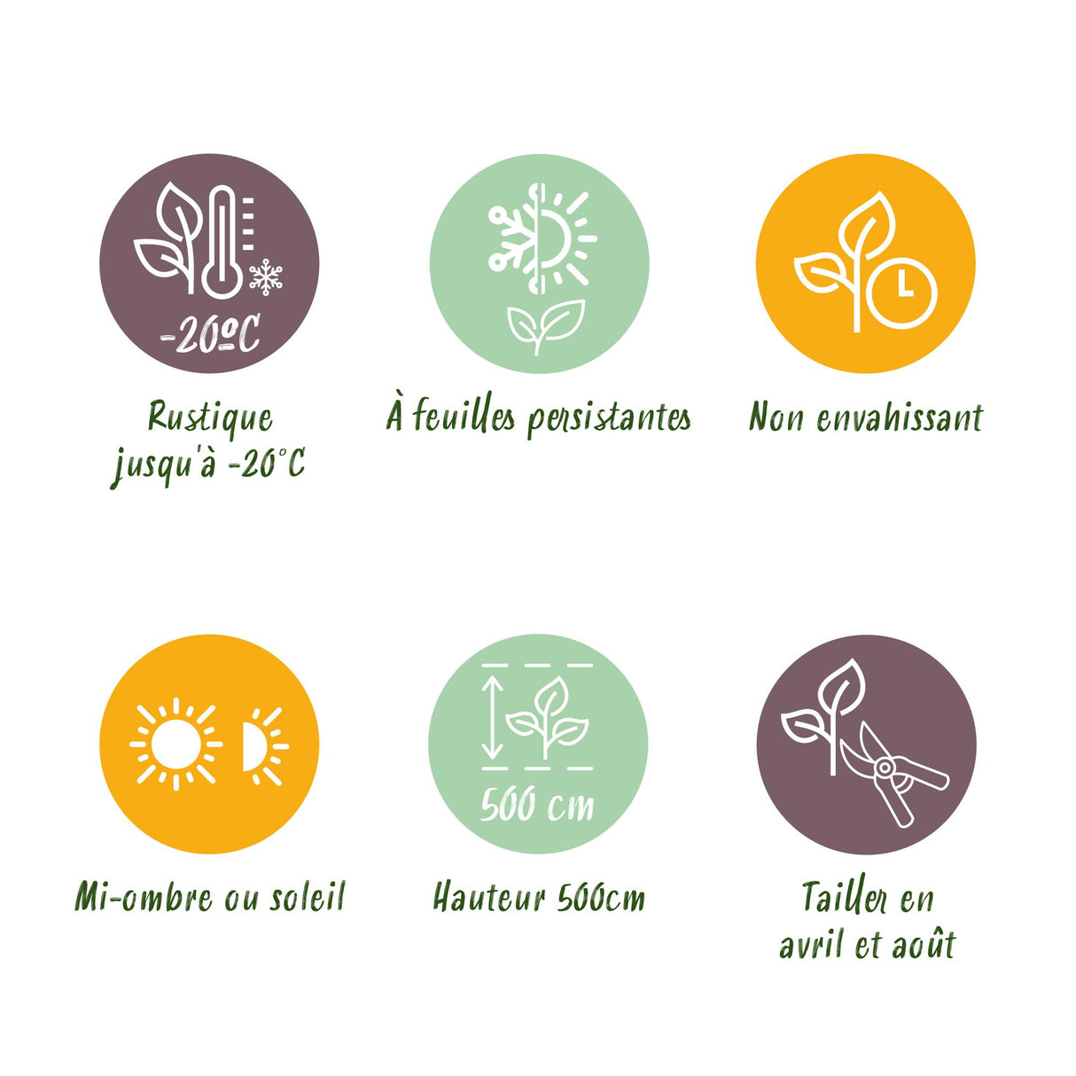 Green boutiQ - Haagplanten - Prunus lusitanica Angustifolia - blad groen - 6 planten - 1 strekkende meter - groenblijvend - pot 17cm hoogte 50cm