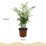 Chamaedorea elegans - Goudpalm - Huisdiervriendelijke Plant - Groen - 4 Planten - met Potter Grijs - Pot 12cm - Hoogte 15cm