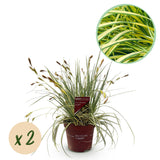 Green boutiQ - Siergrassen - Carex oshimensis Evergold - Geel & Groen - 2 Planten - Bladhoudend - Weinig Onderhoud - Pot 17cm Hoogte 50cm
