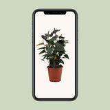 Flamingoplant / Anthurium – ↕36cm – ⌀12cm