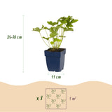 Borderpakket - Kleur Wit - 8 Vaste planten - 1 m2 - Diversen kleuren - Weinig Onderhoud - Pot 11cm