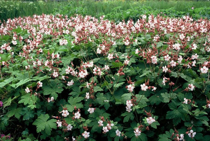 24x Geranium macr. 'Spessart' - ↕10-25cm - Ø9cm