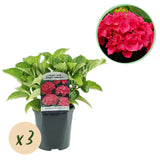 Hortensia / Hydrangea macrophylla Rood - Bloem Rood - 3 Planten - 1 m2 - Bladverliezend - Weinig Onderhoud - Pot 17cm Hoogte 30cm