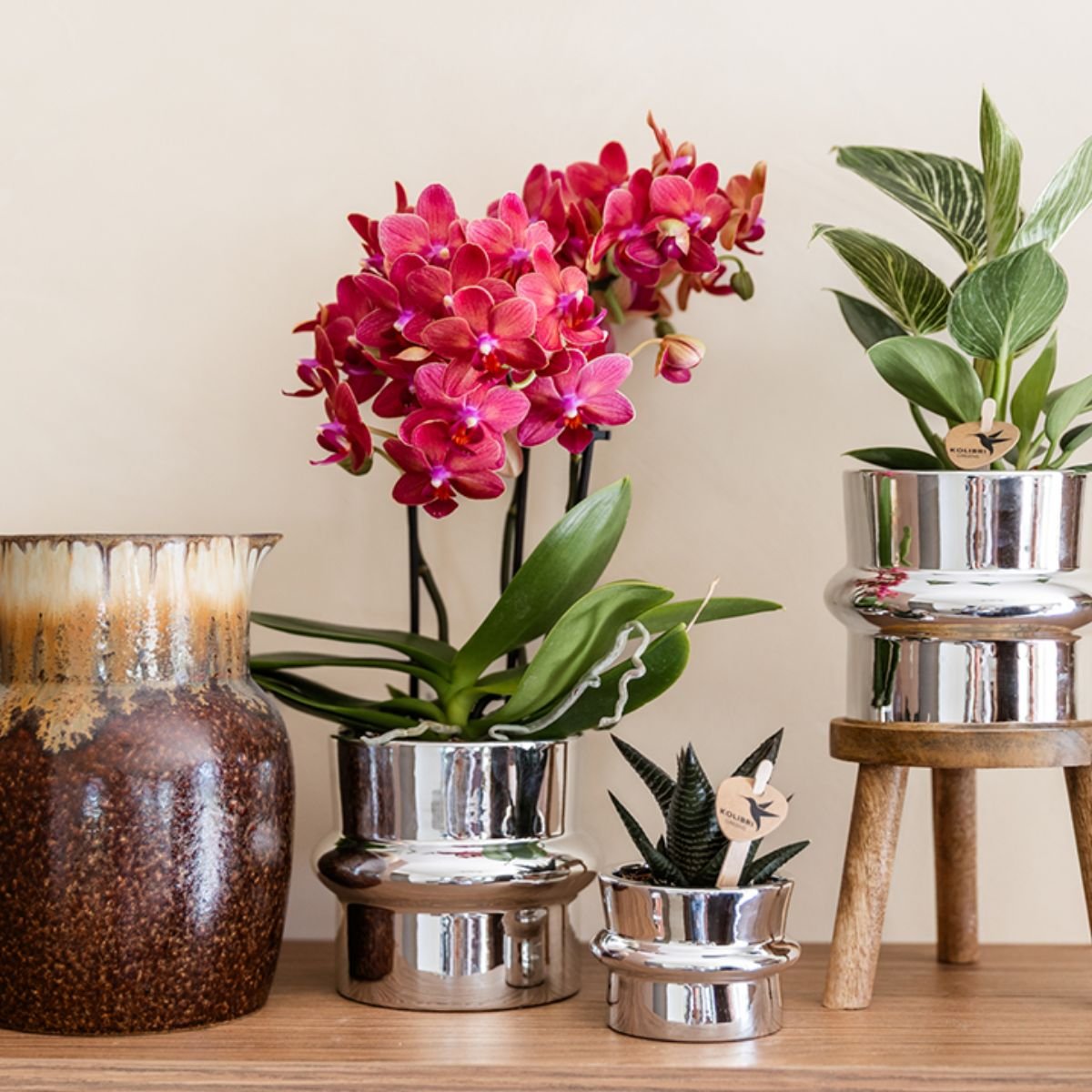 Kolibri Orchids | Plantenset Chrome - Rode Phalaenopsis Orchidee Blossom Congo & Succulent