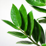 Zamioculcas Zamiifolia avec pot Viber blanc - 80cm - Ø21