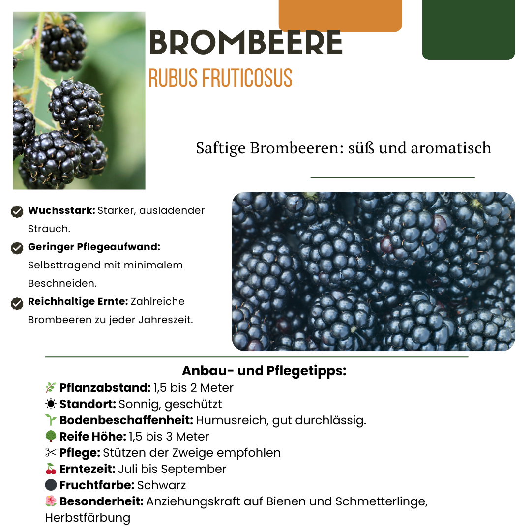 "Zomervruchten" BIO Fruitplanten mix set van 4 verschillende soorten