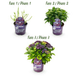 Hortensia - Hydrangea Forever & Ever - Paars - 7-12 Bloemen - Pot 23cm Hoogte 55cm