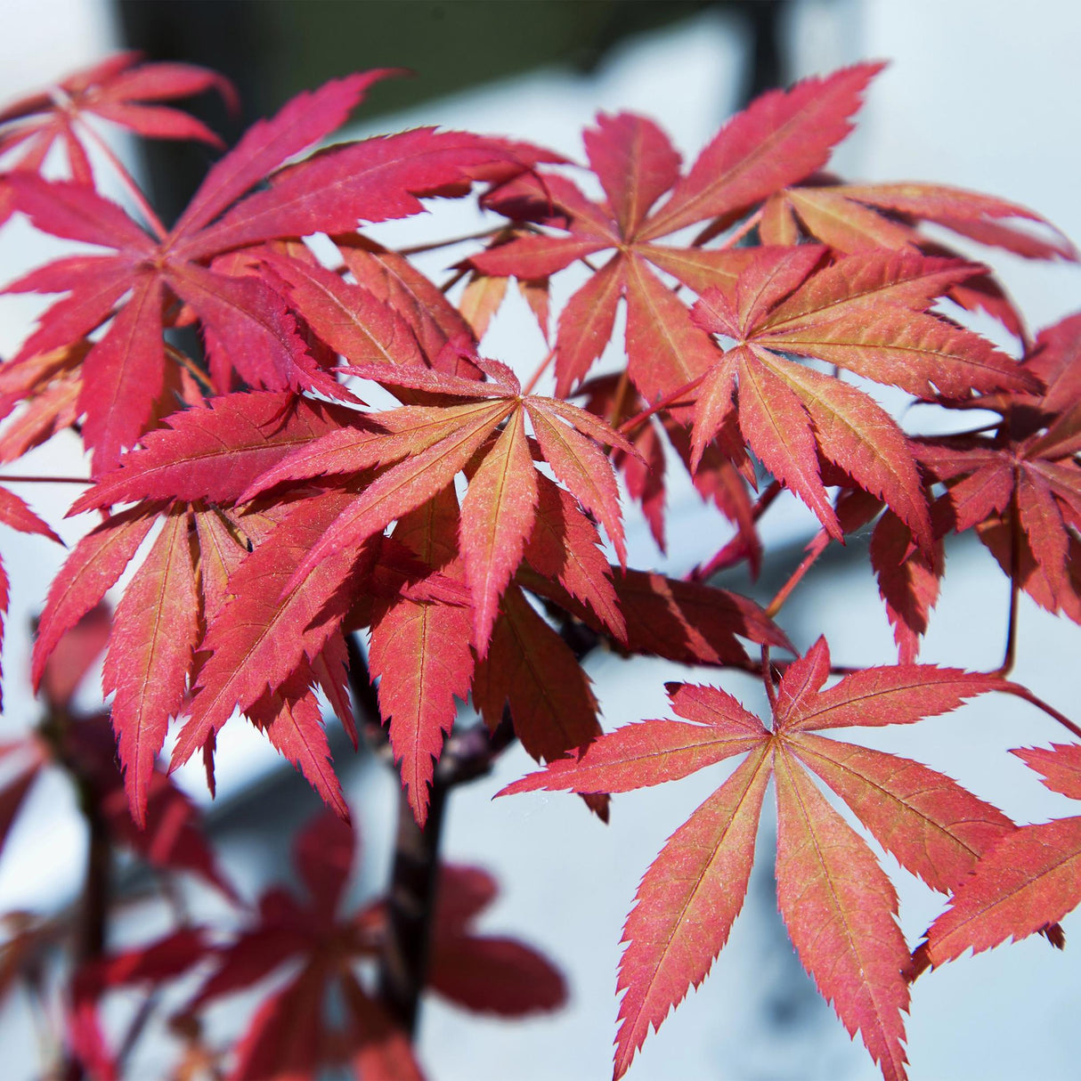 Green boutiQ - Terrasplant - Japanse Esdoorn - Acer palmatum Sumi-nagashi - Rood - 2 Planten - Bladverliezend - Pot 19cm Hoogte 70cm