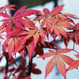 Green boutiQ - Terrasplant - Japanse Esdoorn - Acer palmatum Sumi-nagashi - Rood - 2 Planten - Bladverliezend - Pot 19cm Hoogte 70cm