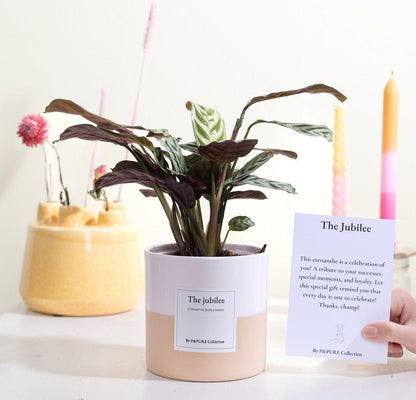 Ctenanthe Burle Marxii Gift "The Jubilee" WITH GREETING CARD! - Ø12cm - ↕25cm