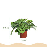 Maranta Fascinator Kerchoveana - Zebraplant - Huisdiervriendelijke Plant - Groen - 4 Planten - met Potter Grijs - Pot 12cm - Hoogte 25cm