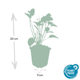 48x Persicaria amplexicaulis - ↕10-25cm - Ø9cm