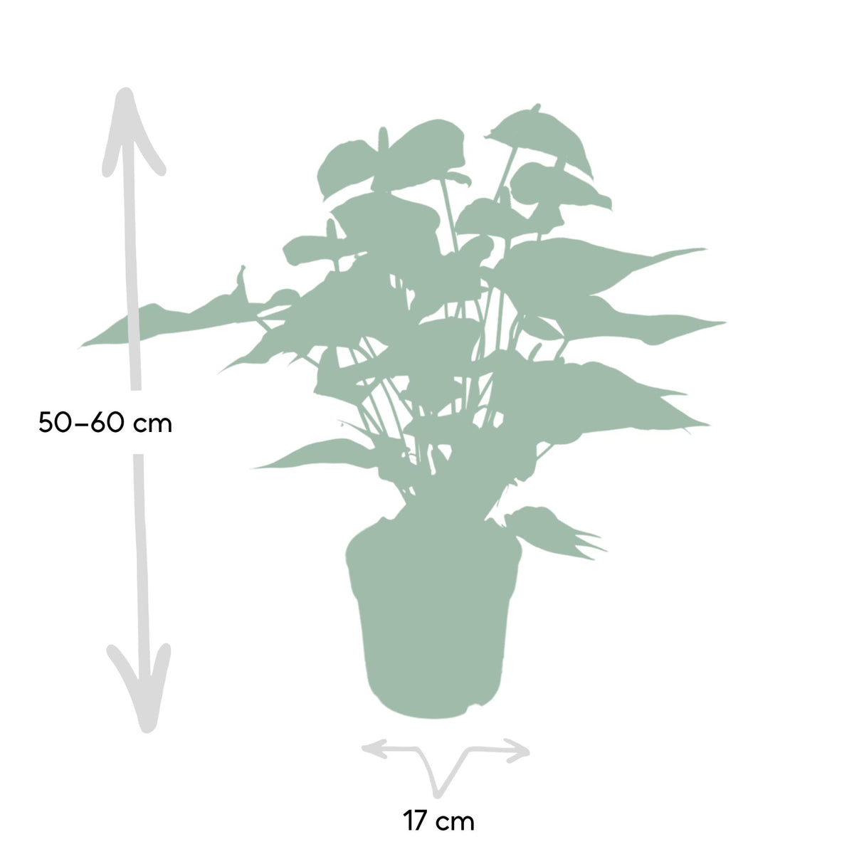 Flamingoplant / Anthurium – ↕55cm – ⌀17cm