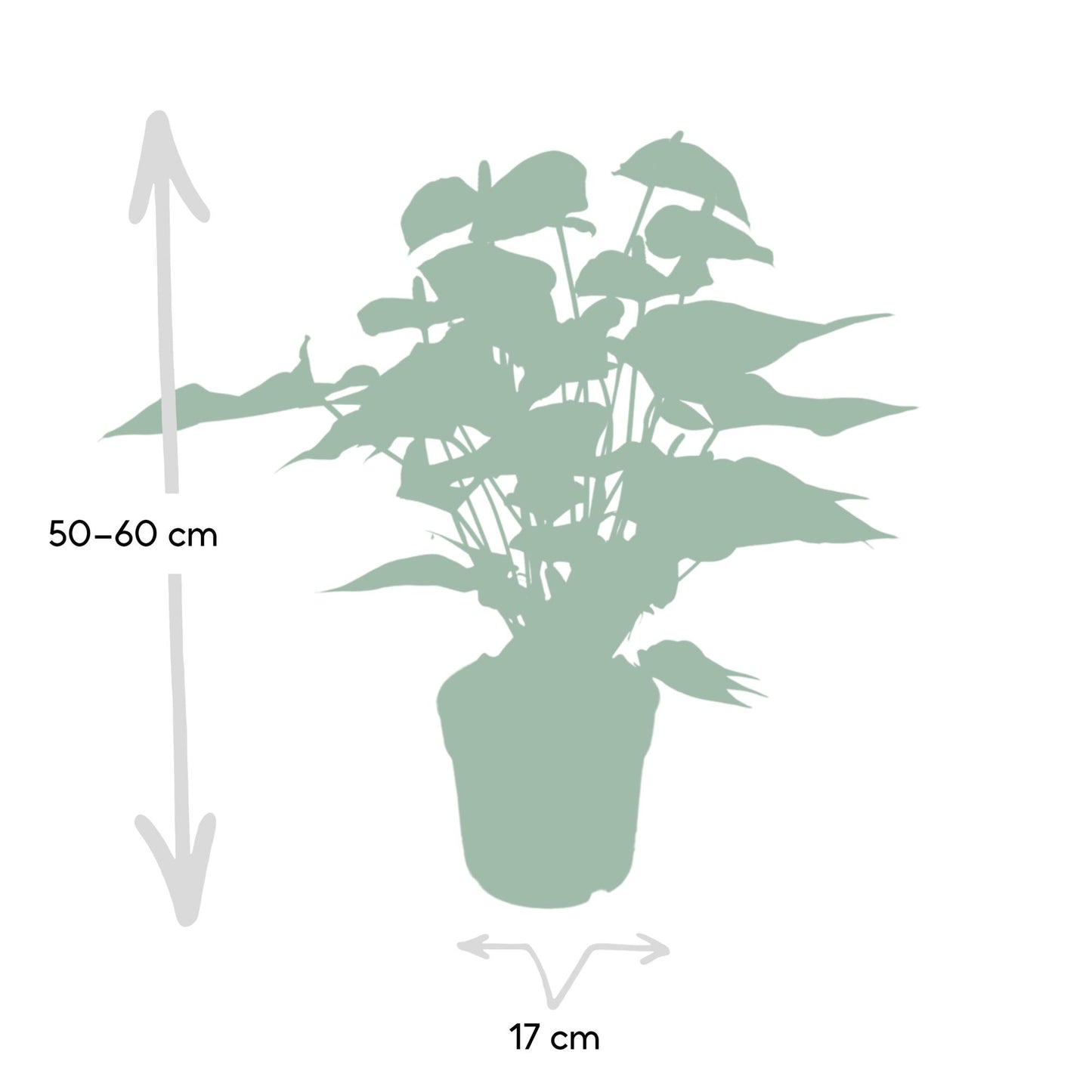 Flamingoplant / Anthurium – ↕55cm – ⌀17cm