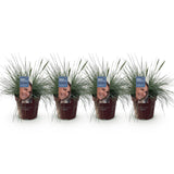 Siergrassen - Festuca glauca Intense Blue  - Blauw - 4 Planten - Bladhoudend - Weinig Onderhoud - Pot 17cm Hoogte 50cm