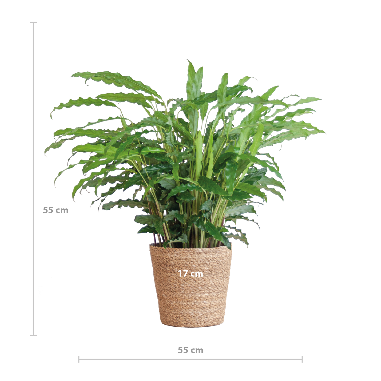 Fluwelen Calathea / Calathea rufibarba – ↕55cm – in Sofia pot