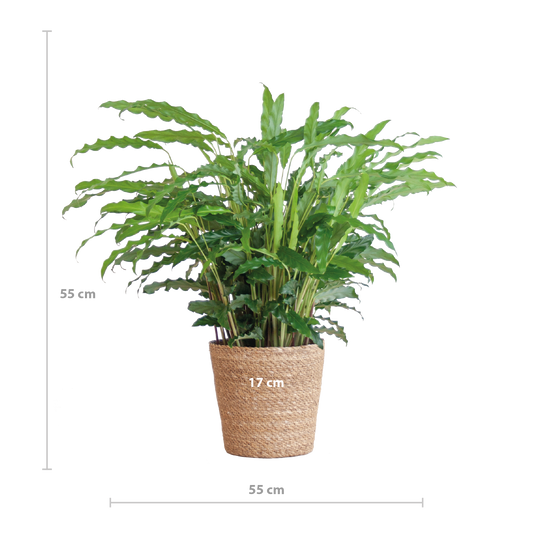 Fluwelen Calathea / Calathea rufibarba – ↕55cm – in Sofia pot