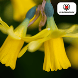 Narcis Tête à Tête 25 stuks