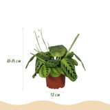 Maranta Fascinator Lemon Lime - Gebedsplant - Huisdiervriendelijke Plant - Groen - 1 Plant - met Potter Wit - Pot 12cm - Hoogte 25cm