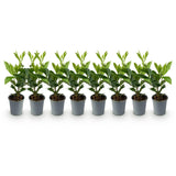 Green boutiQ - Haagplanten - Prunus laurocerasus Caucasica- blad groen - 8 planten - 1 strekkende meter - groenblijvend - pot 9cm hoogte 30-35cm