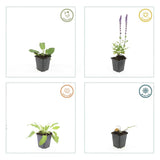 24x Salvia nem. 'Mainacht' - ↕10-25cm - Ø9cm