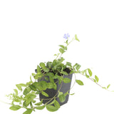 48x Vinca minor - ↕10-25cm - Ø9cm