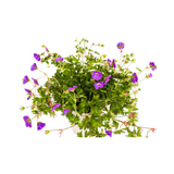 Géranium Rozanne Violet Ø19cm - ↕20cm - Ø30cm