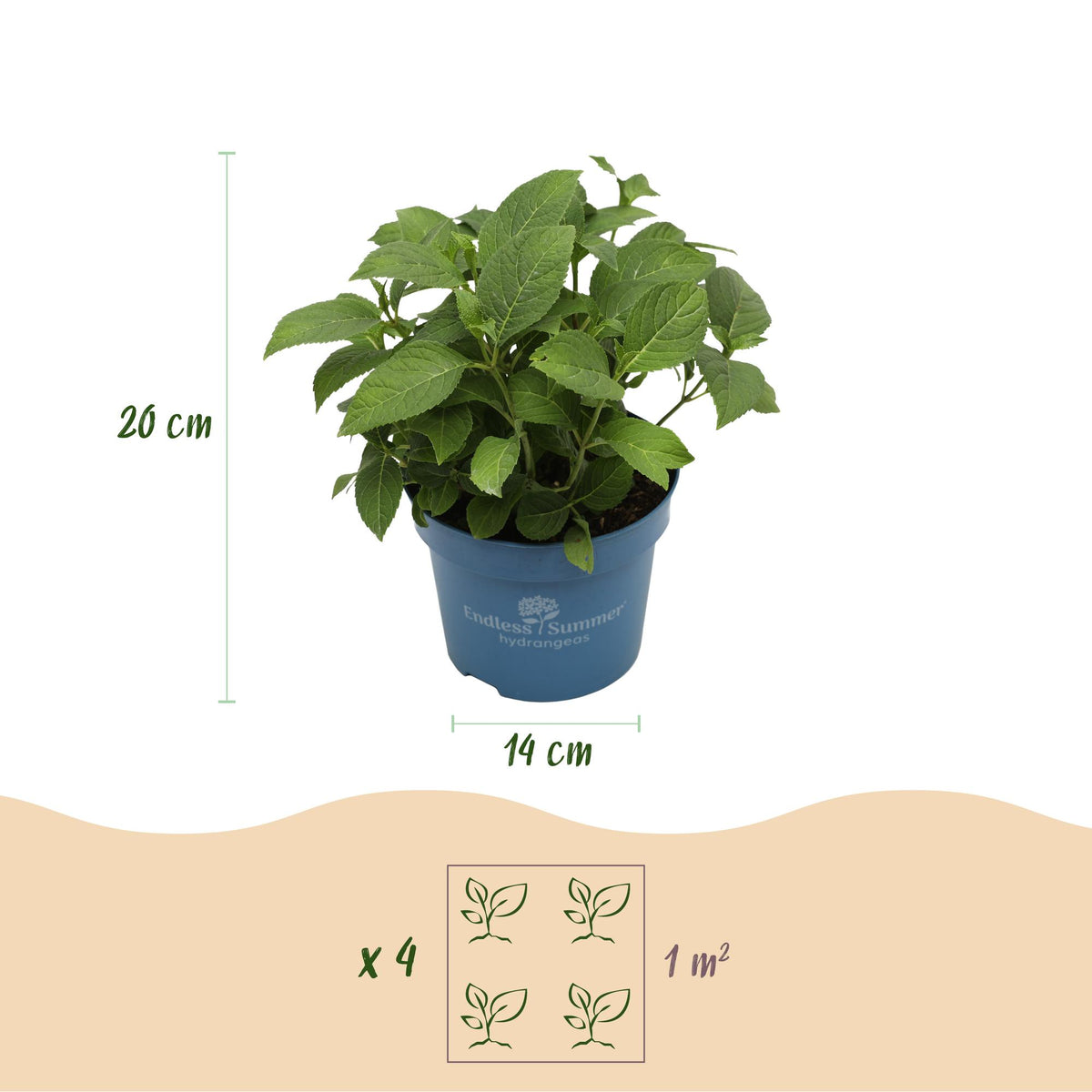 Green boutiQ - Tuinplant - Hydrangea Endles Summer The Original Pink - Hortensia - Winterhard - Roze - 4 Planten - Pot 14cm - Hoogte 20-25cm