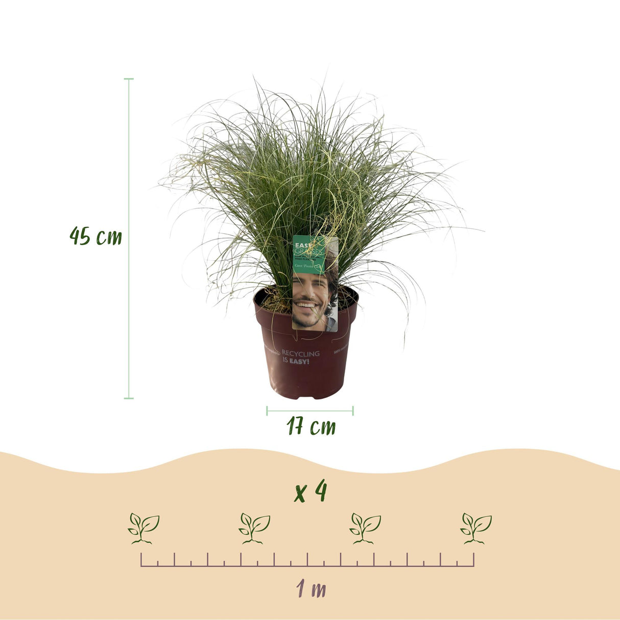 Siergrassen - Carex comans Frosted Curls - Groen - 4 Planten - Bladhoudend - Weinig Onderhoud - Pot 17cm Hoogte 50cm