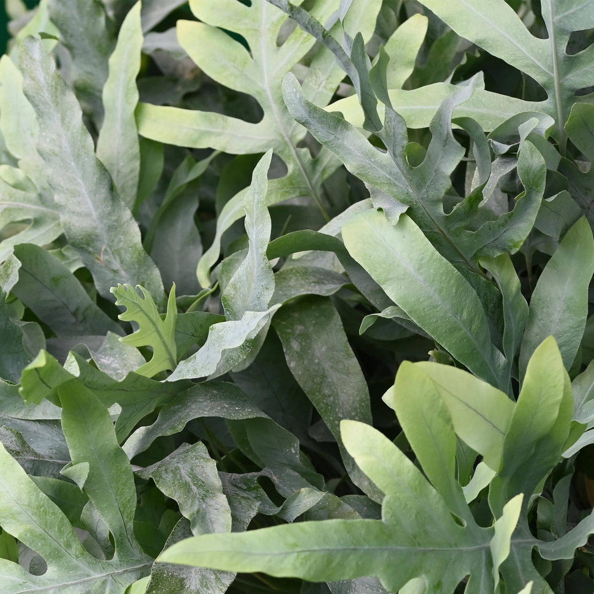 Phlebodium aureum Blue Star - Blauwe Varen - Huisdiervriendelijke Plant - Blauw - 1 Plant - met Potter Grijs - Pot 12cm - Hoogte 25cm