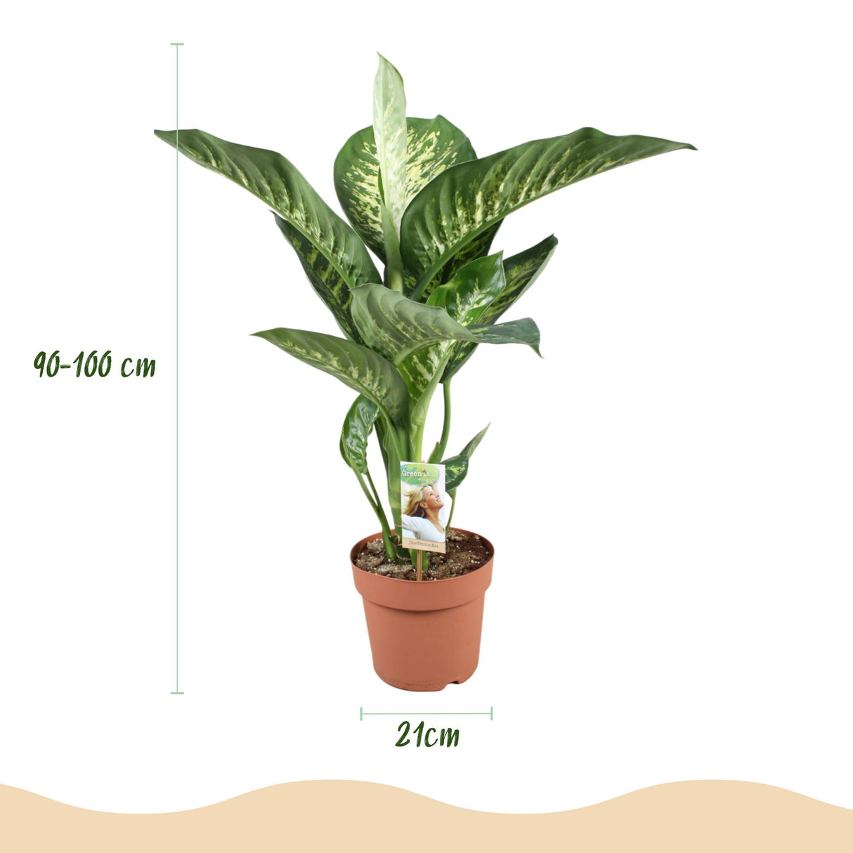 Diefenbachia Tropic Snow - Dieffenbachia - Weinig onderhoud - Groen - 1 Plant - met Potter Wit - Pot 21cm - Hoogte 90-100cm