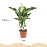 Diefenbachia Tropic Snow - Dieffenbachia - Weinig onderhoud - Groen - 1 Plant - met Potter Wit - Pot 21cm - Hoogte 90-100cm